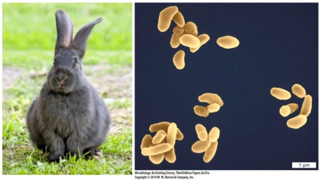 Rabbit and Francisella bacterium, 8 Cuddly Creatures and the Dark, Deadly Diseases They Carry 