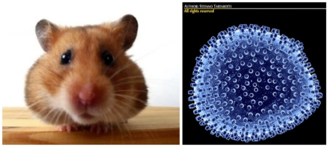 Hamsters and the LCM virus (Lymphocytic choriomeningitis, 8 Cuddly Creatures and the Dark, Deadly Diseases They Carry 